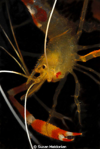 Golden Coral Shrimp... just hangin around. by Suzan Meldonian 